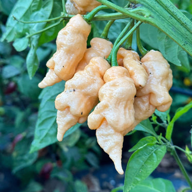 Tiberius Mauler Peach - Seeds - The Pepper Pantry (Formerly Marie Sharp's)